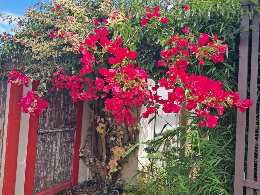 Secret Cottage Waitara Экстерьер фото